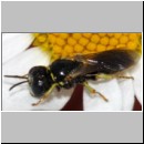 Lindenius albilabris - Grabwespe m001a 6mm - Sandgrube Niedringhaussee-det.jpg